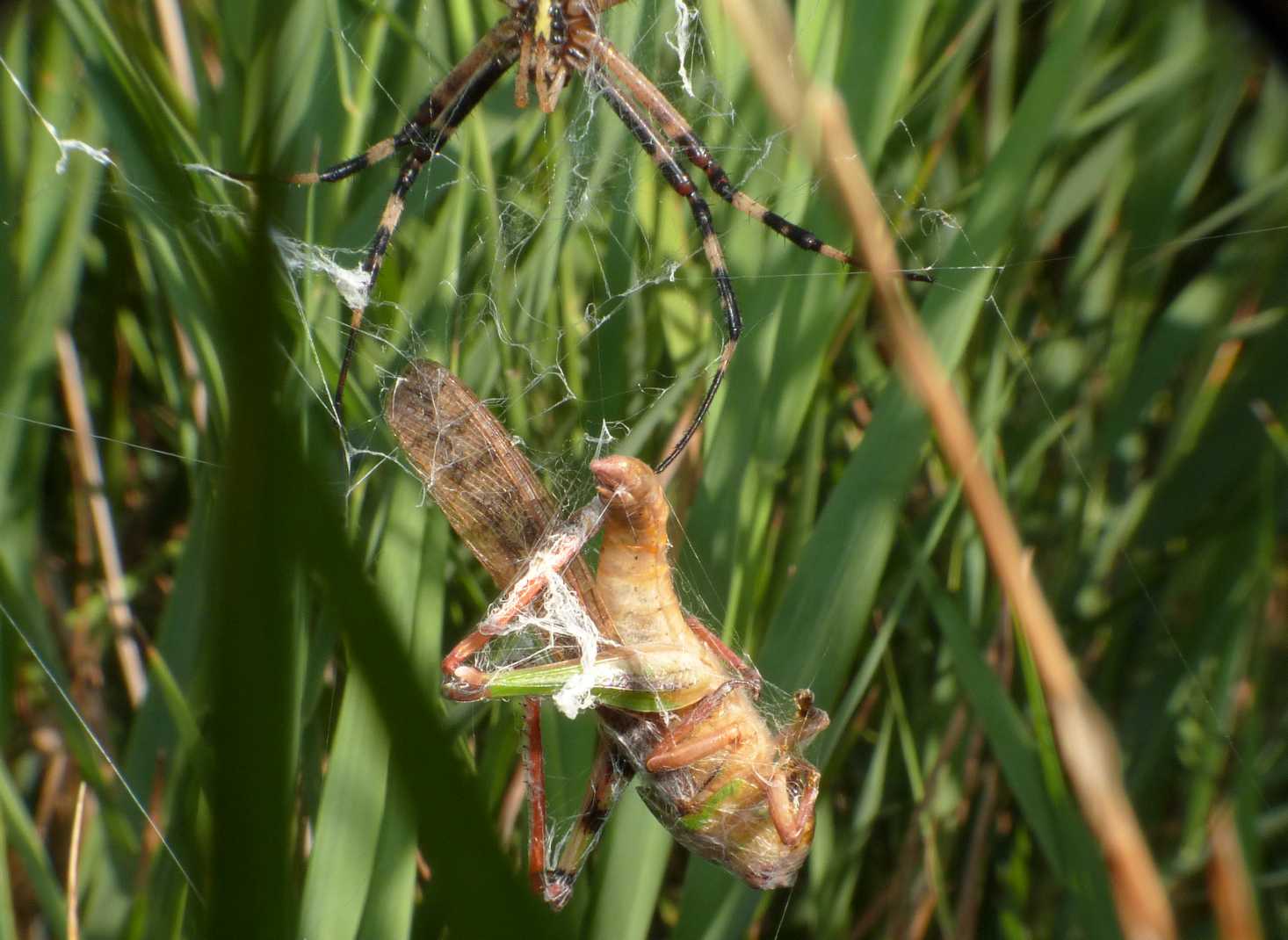 Argiope bruennichi con Locusta migratoria